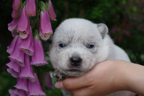 DELPHINE - 2,5 WEEK